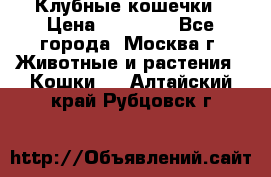 Клубные кошечки › Цена ­ 10 000 - Все города, Москва г. Животные и растения » Кошки   . Алтайский край,Рубцовск г.